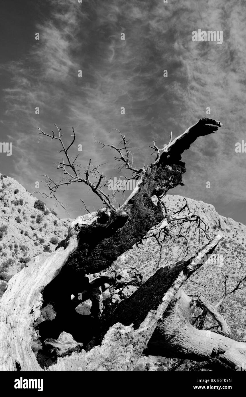 Étude en noir et blanc d'une souche d'arbre tombé en Andalousie Banque D'Images