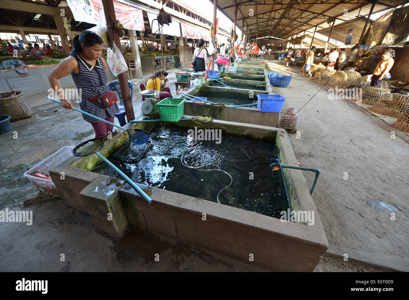 Luang Nam Tha, Laos - 25 Février 2014 : les femmes à la vente du poisson sur le marché à Luang Nam Tha, le Laos. Banque D'Images