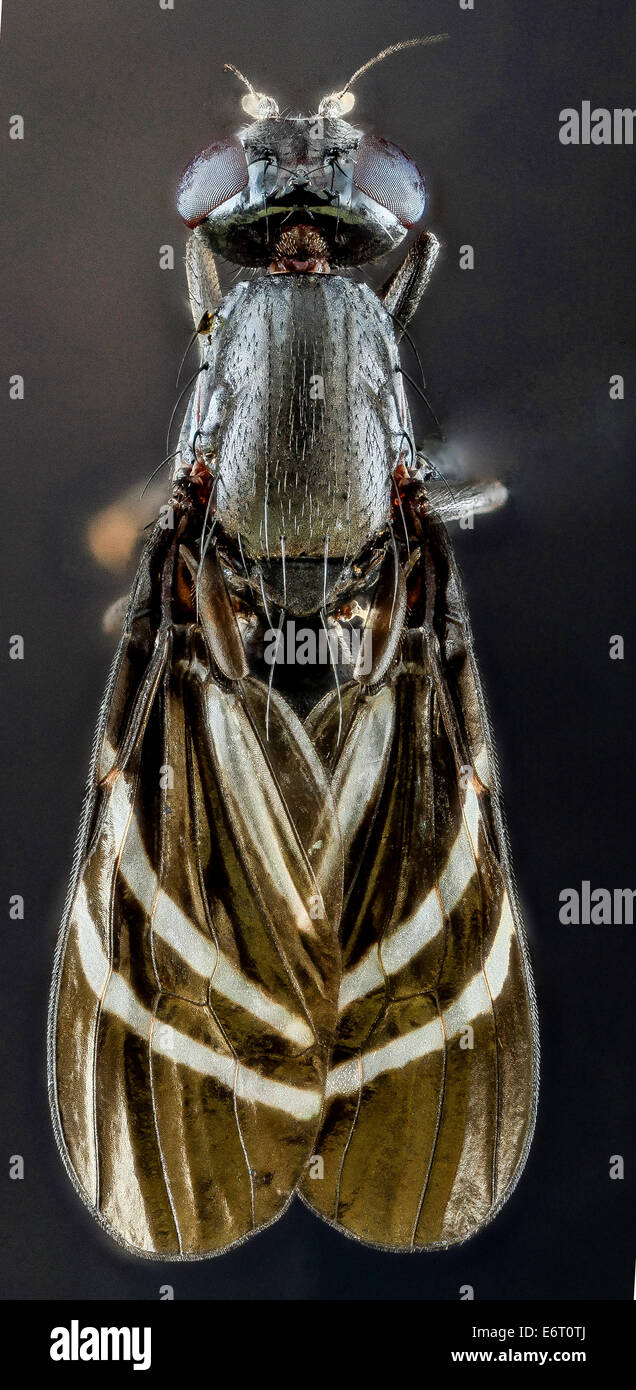Une femelle Tritoxa flexa, une petite mouche aux ailes, photographiée dans le Maryland. Cette espèce fait partie de la superfamille des Tephritoidea et joue un rôle dans les écosystèmes locaux. Banque D'Images