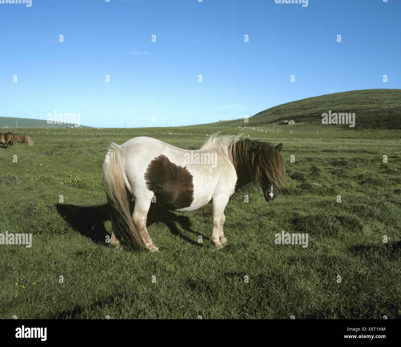 Poney Shetland - Equus ferus caballus Banque D'Images
