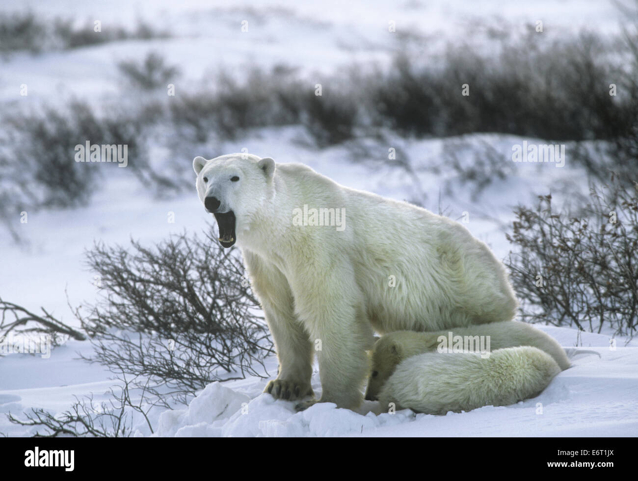 - L'ours polaire (Ursus maritimus) Banque D'Images