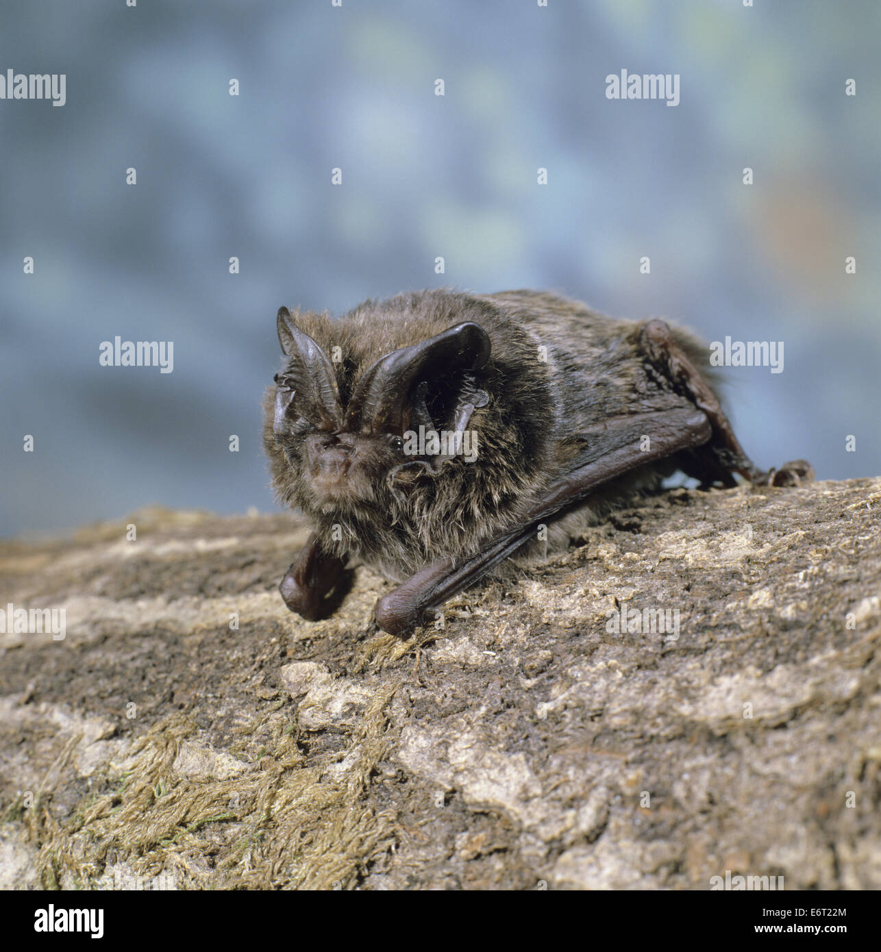 Barbastelle Barbastella barbastellus - Chauve-souris Banque D'Images