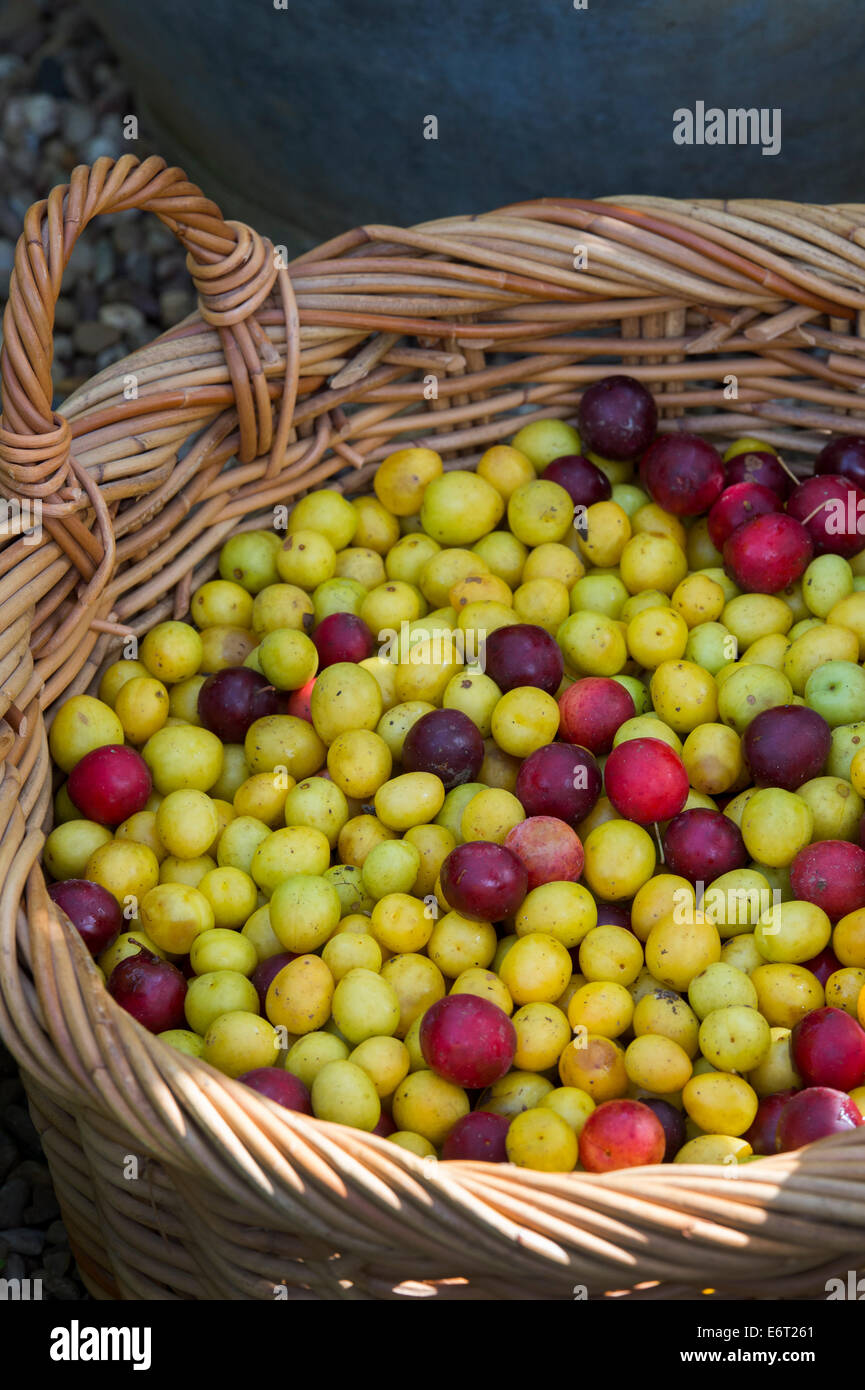 S'alimentaient de cerise sauvage les prunes dans un panier en osier. UK Banque D'Images