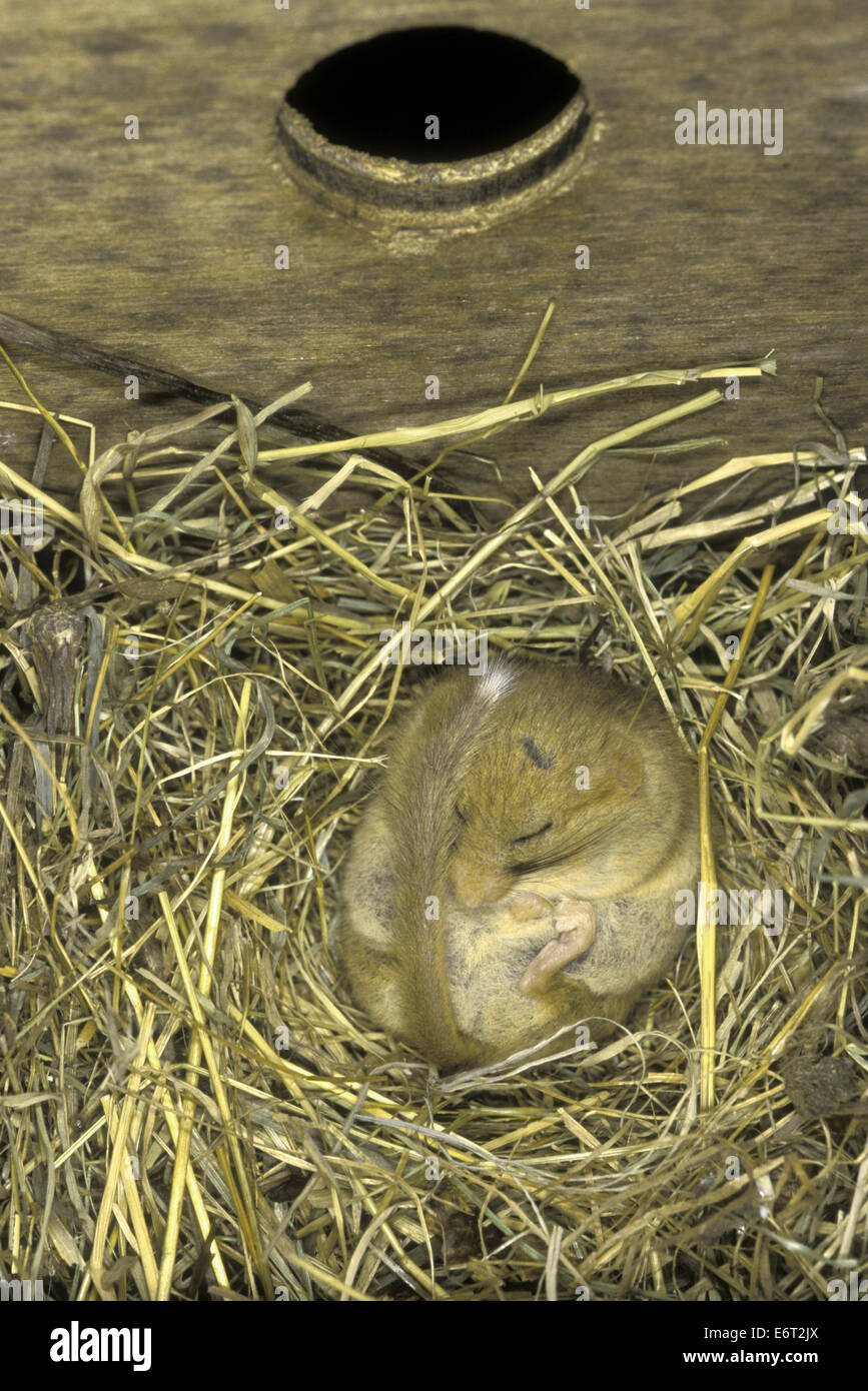- Muscardinus avellanarius Loir Hazel Banque D'Images