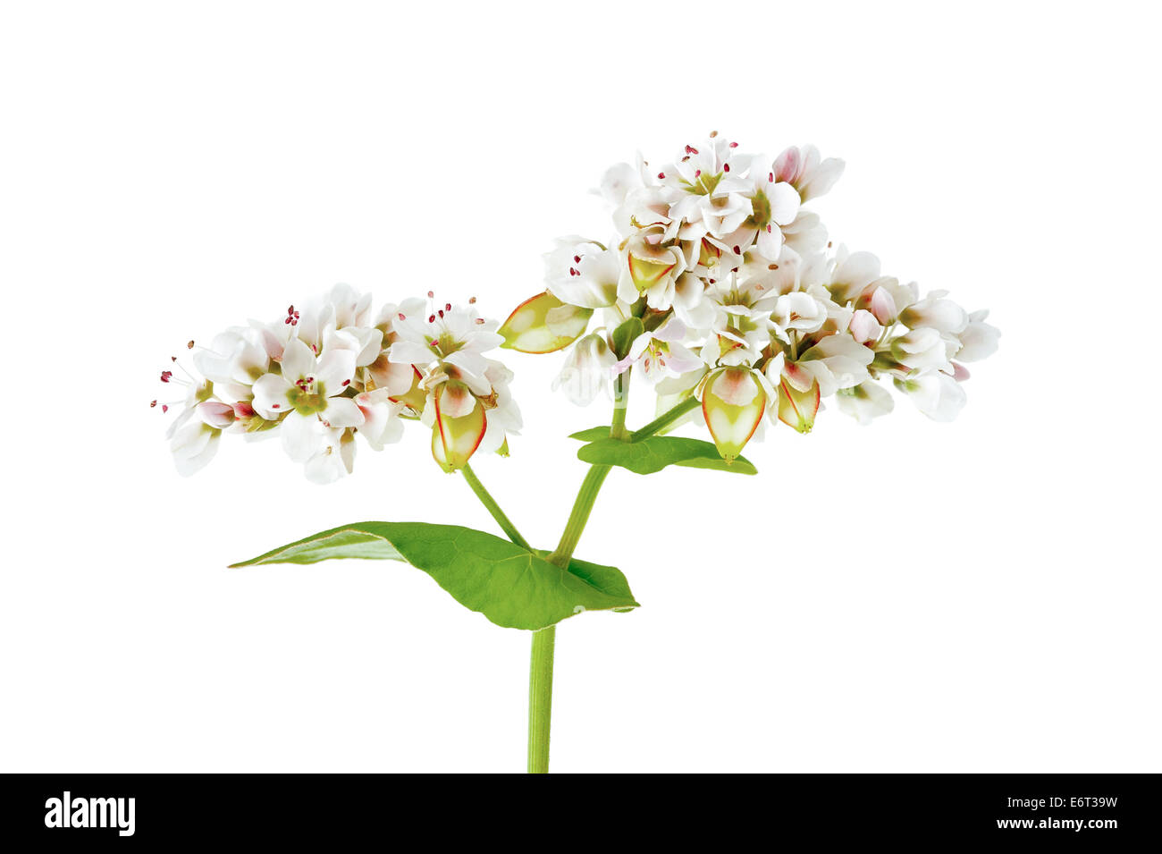 Fleurs de sarrasin isolé sur fond blanc Banque D'Images