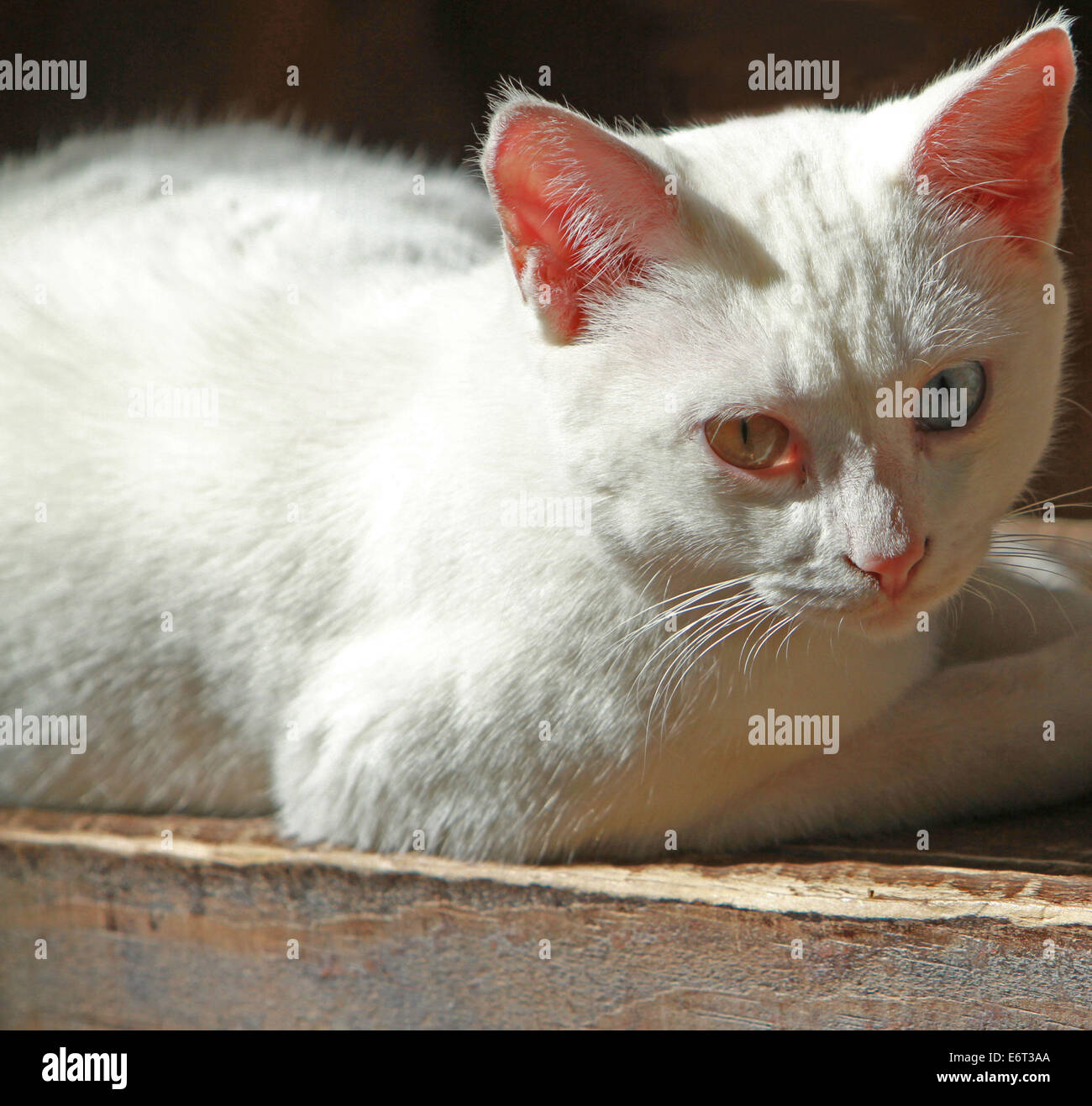 Chat avec un oeil bleu et un oeil orange Banque D'Images