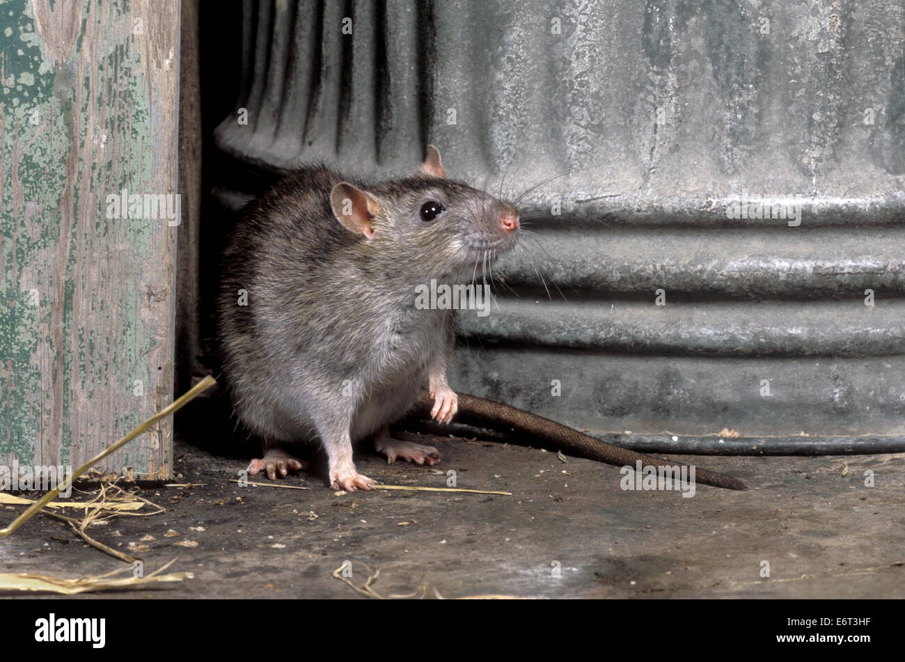 Rat surmulot Rattus norvegicus - Banque D'Images