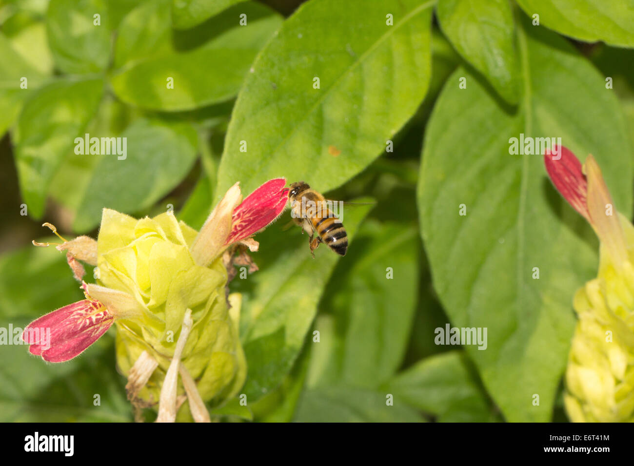 Vol de l'Abeille d'une fleur Banque D'Images Vol de l'Abeille d'une fleur Banque D'Images