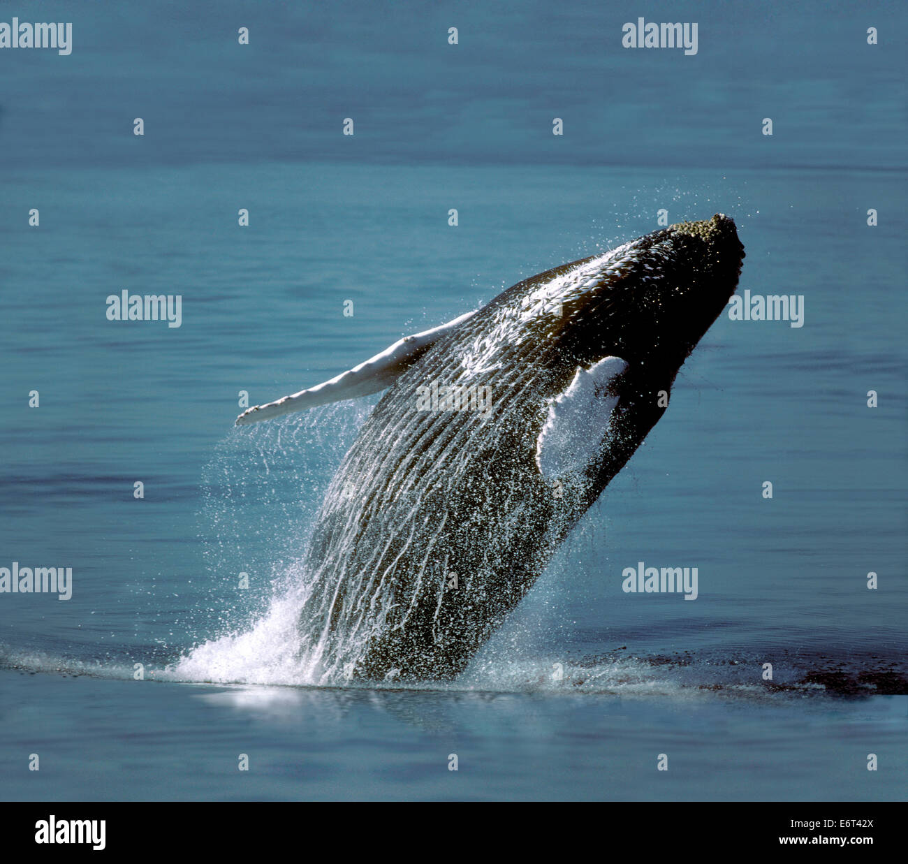 Baleine à bosse - Megaptera novaeangliae Banque D'Images