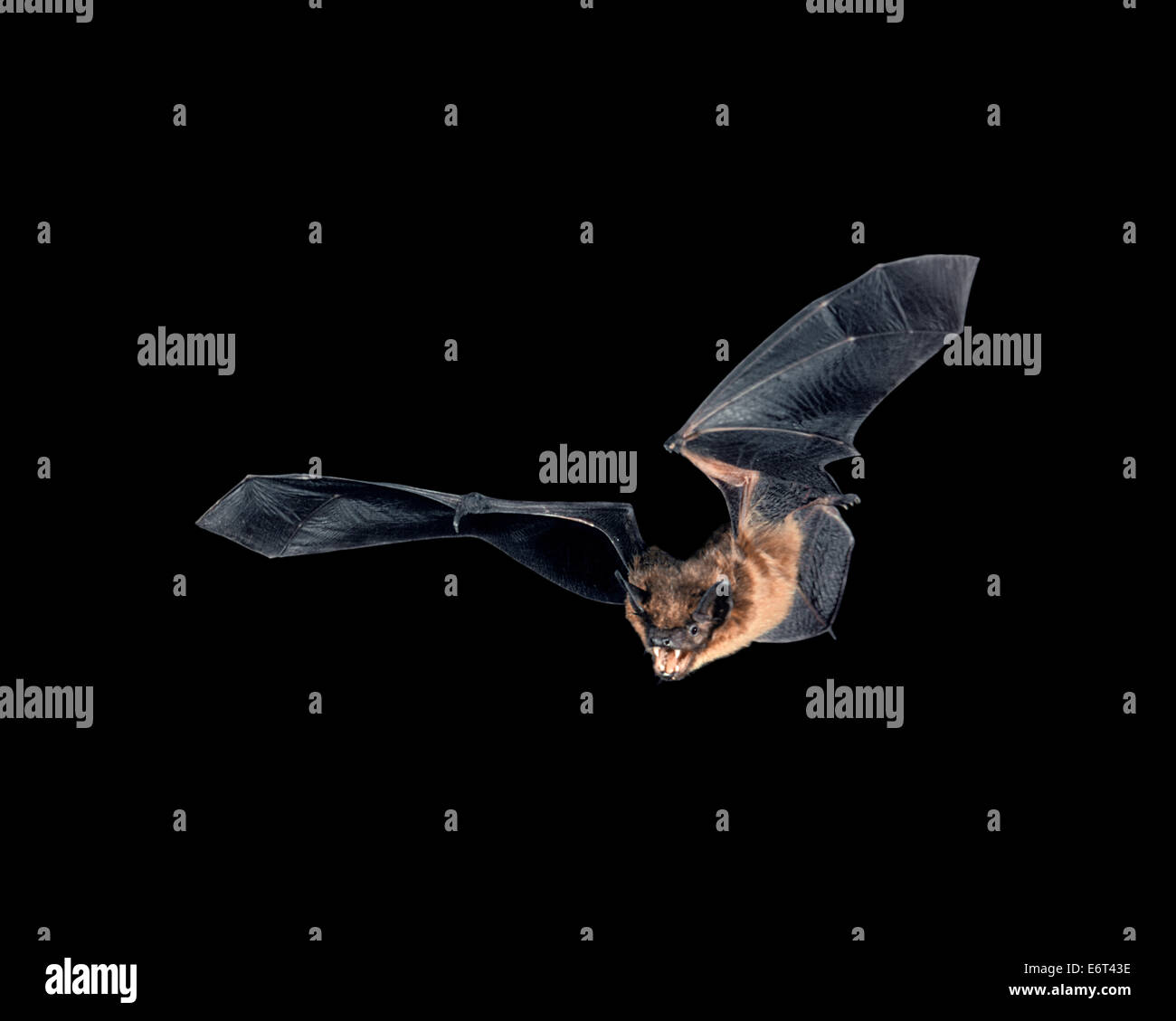 - Eptesicus serotinus Serotine Bat Banque D'Images