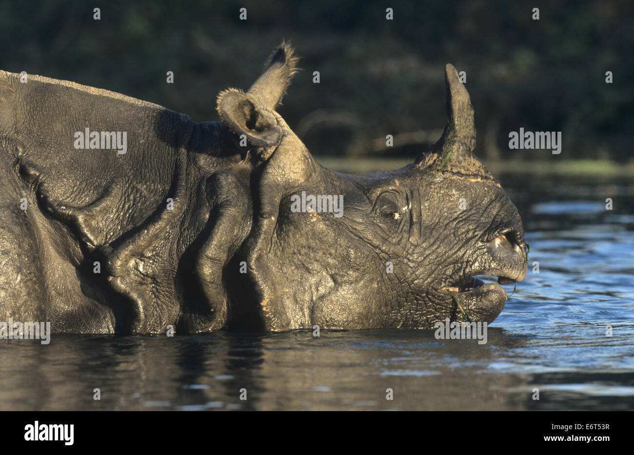 Rhinocéros indien - Rhinoceros unicornis Banque D'Images