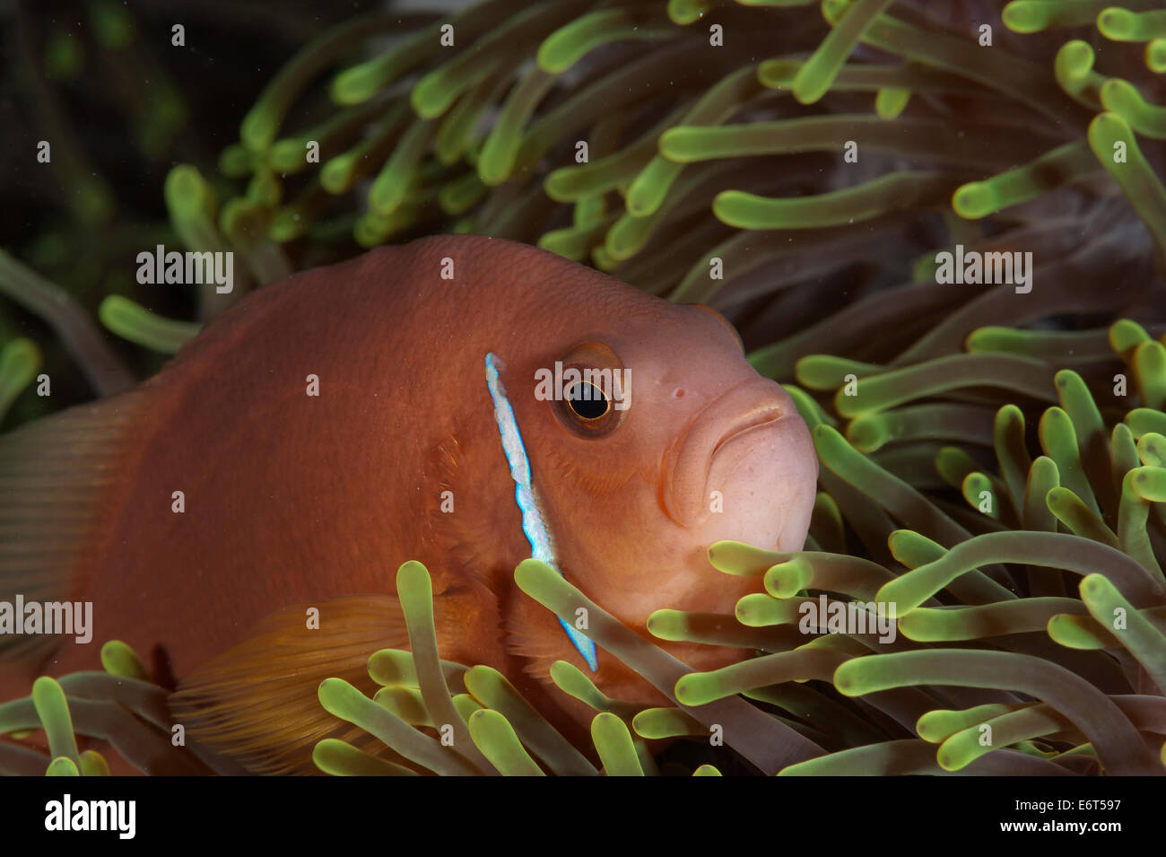 Poisson clown rose aux Maldives, l'Océan Indien Banque D'Images