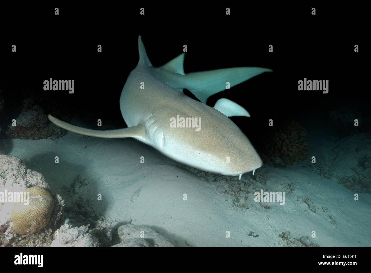 Requin nourrice fauve aux Maldives, l'Océan Indien Banque D'Images