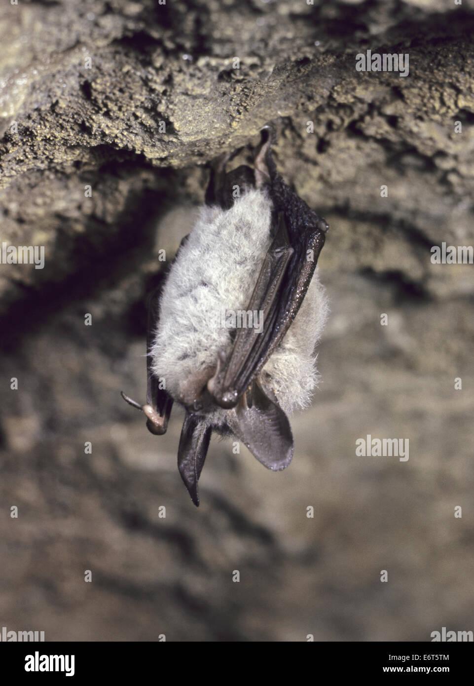 Le Bechstein Myotis bechsteinii - Chauve-souris Banque D'Images