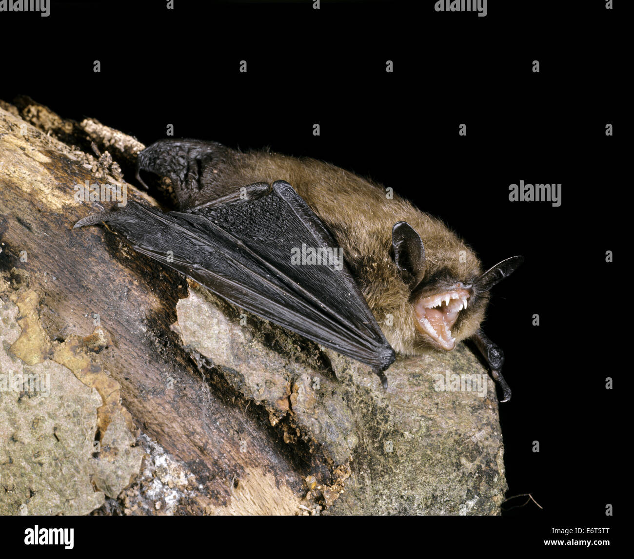 Brandt's Bat Myotis brandtii - Banque D'Images