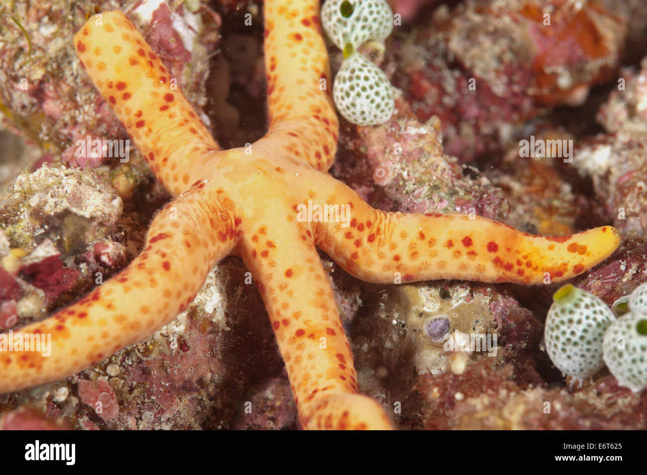 Étoile de mer aux Maldives, l'Océan Indien Banque D'Images