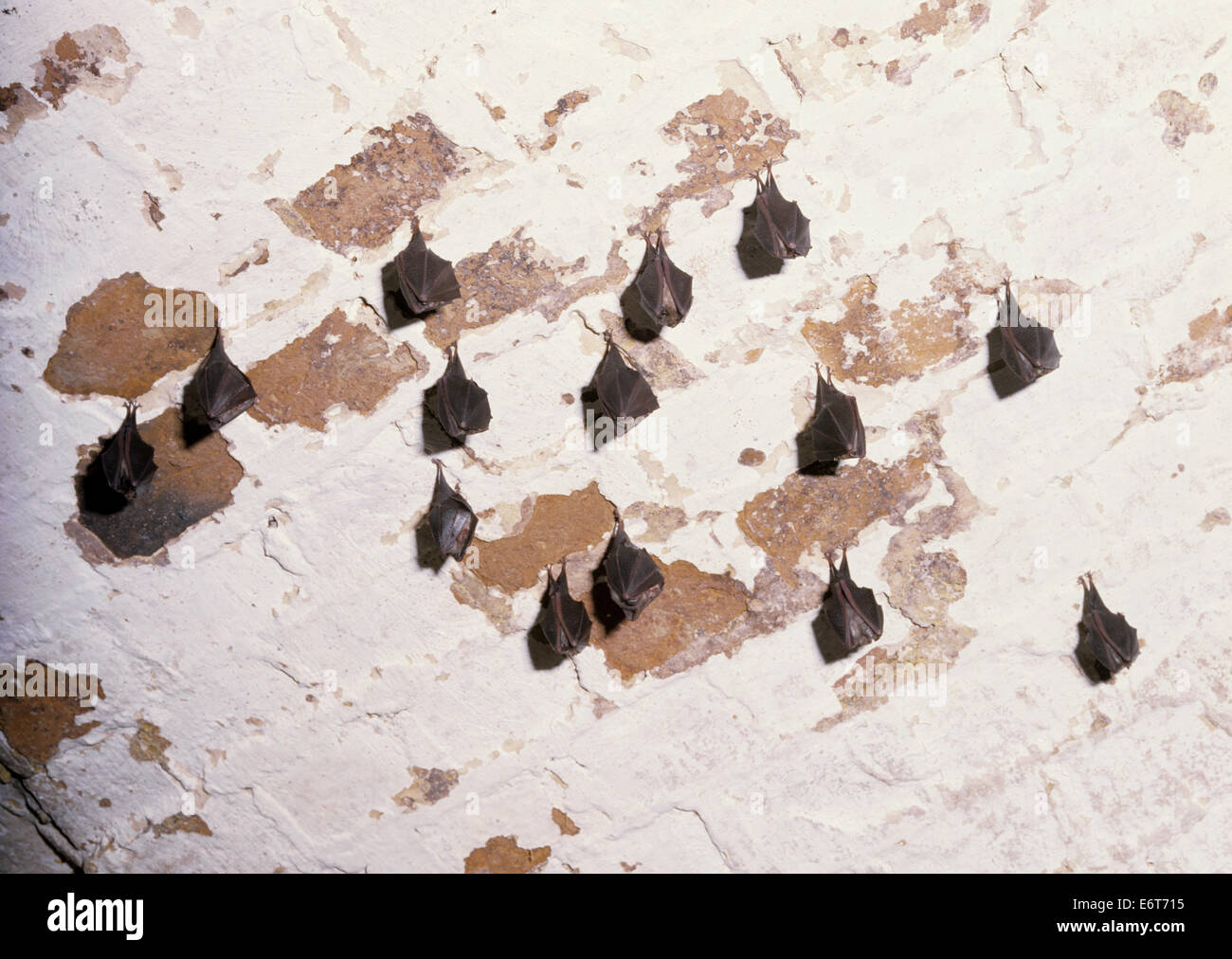 - Petit Rhinolophe Rhinolophus hipposideros Banque D'Images