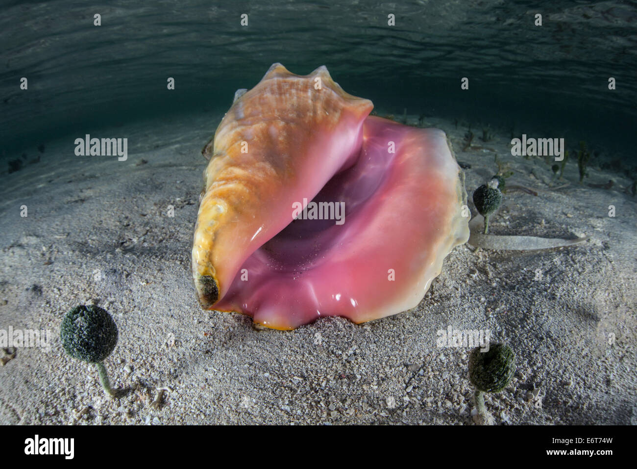 Le Lambi, Strombus gigas, Turneffe Atoll, des Caraïbes, le Belize Banque D'Images