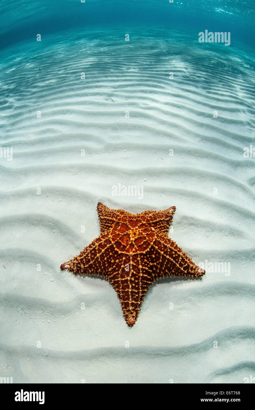 Les étoiles de mer en lagune, Oreaster reticulatus, Turneffe Atoll, des Caraïbes, le Belize Banque D'Images