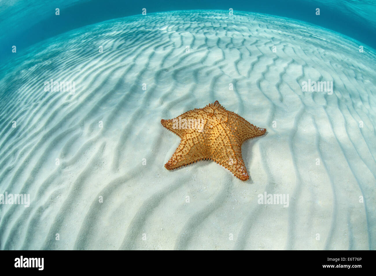 Les étoiles de mer en lagune, Oreaster reticulatus, Turneffe Atoll, des Caraïbes, le Belize Banque D'Images
