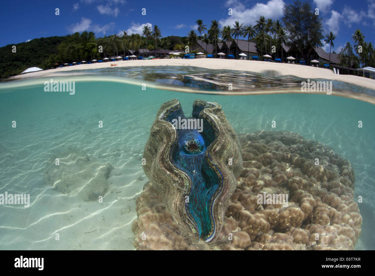 Dans la lagune, bénitiers Tridacna squamosa, Micronésie, Palau Banque D'Images
