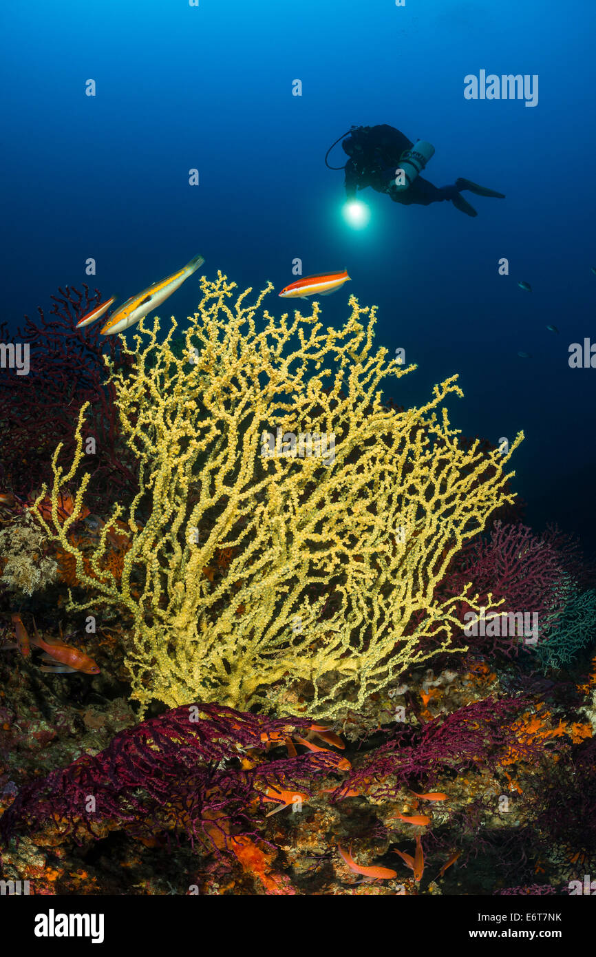 Faux corail noir Méditerranéen et plongeur, Gerardia savaglia, l''île de Vis, Mer Adriatique, Croatie Banque D'Images