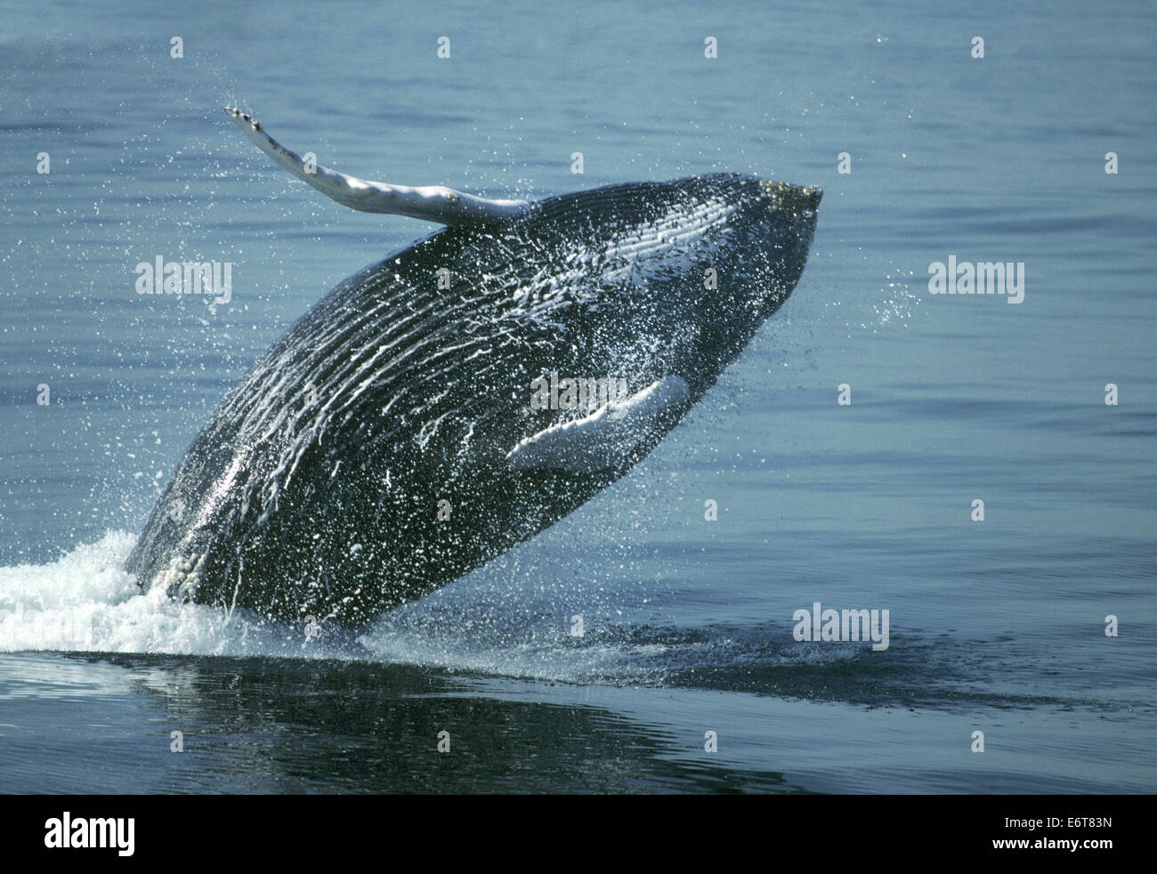 Baleine à bosse - Megaptera novaeangliae Banque D'Images