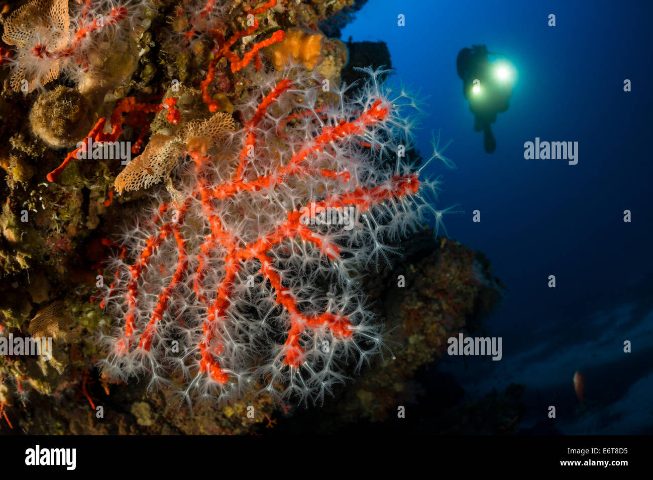 Corail rouge, corallium rubrum, l'île de Bisevo, Mer Adriatique, Croatie Banque D'Images