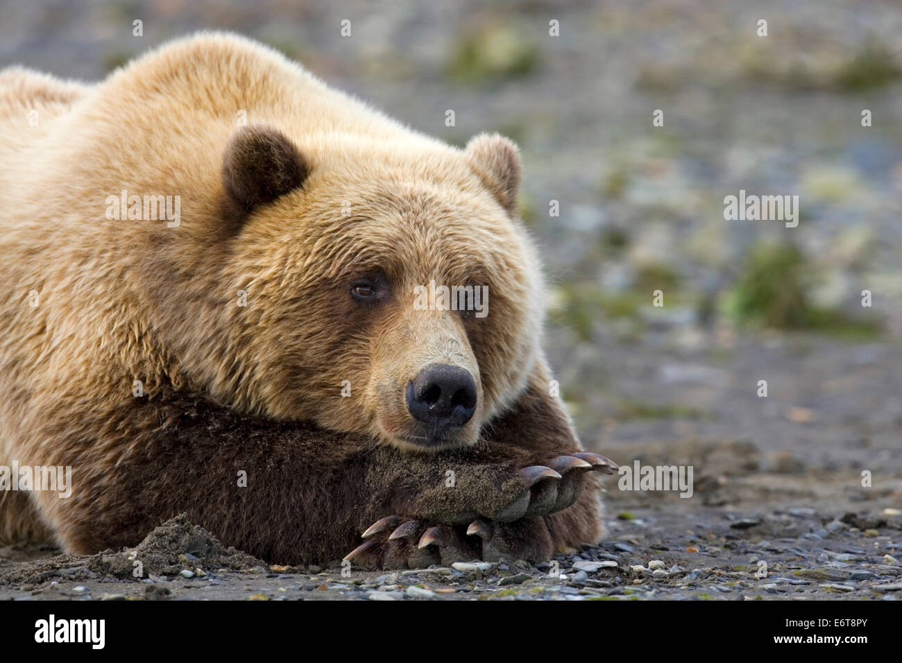 - L'ours grizzli (Ursus arctos horribilis) Banque D'Images