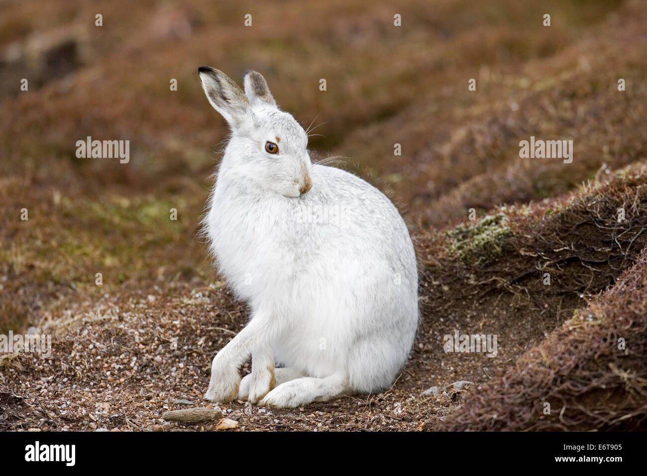 Lièvre Lepus timidus Banque D'Images