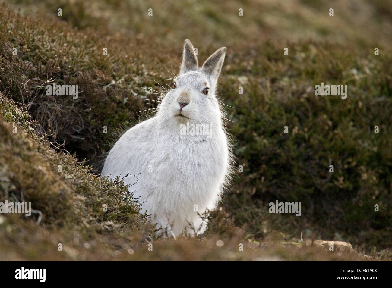 Lièvre Lepus timidus Banque D'Images