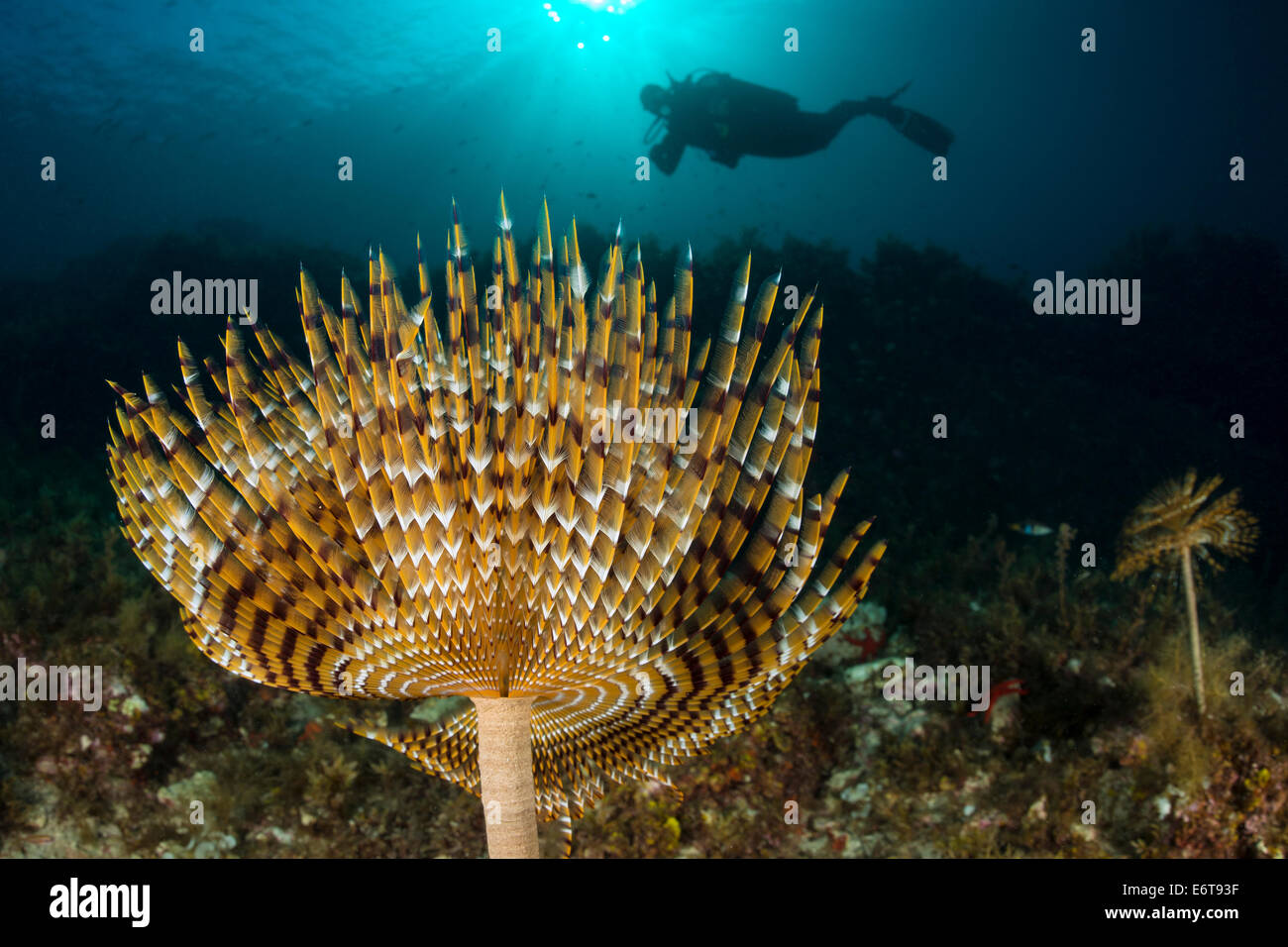 Ver à tube en spirale et plongeur, Spirographis spallanzani, Lastovo island, Mer Adriatique, Croatie Banque D'Images