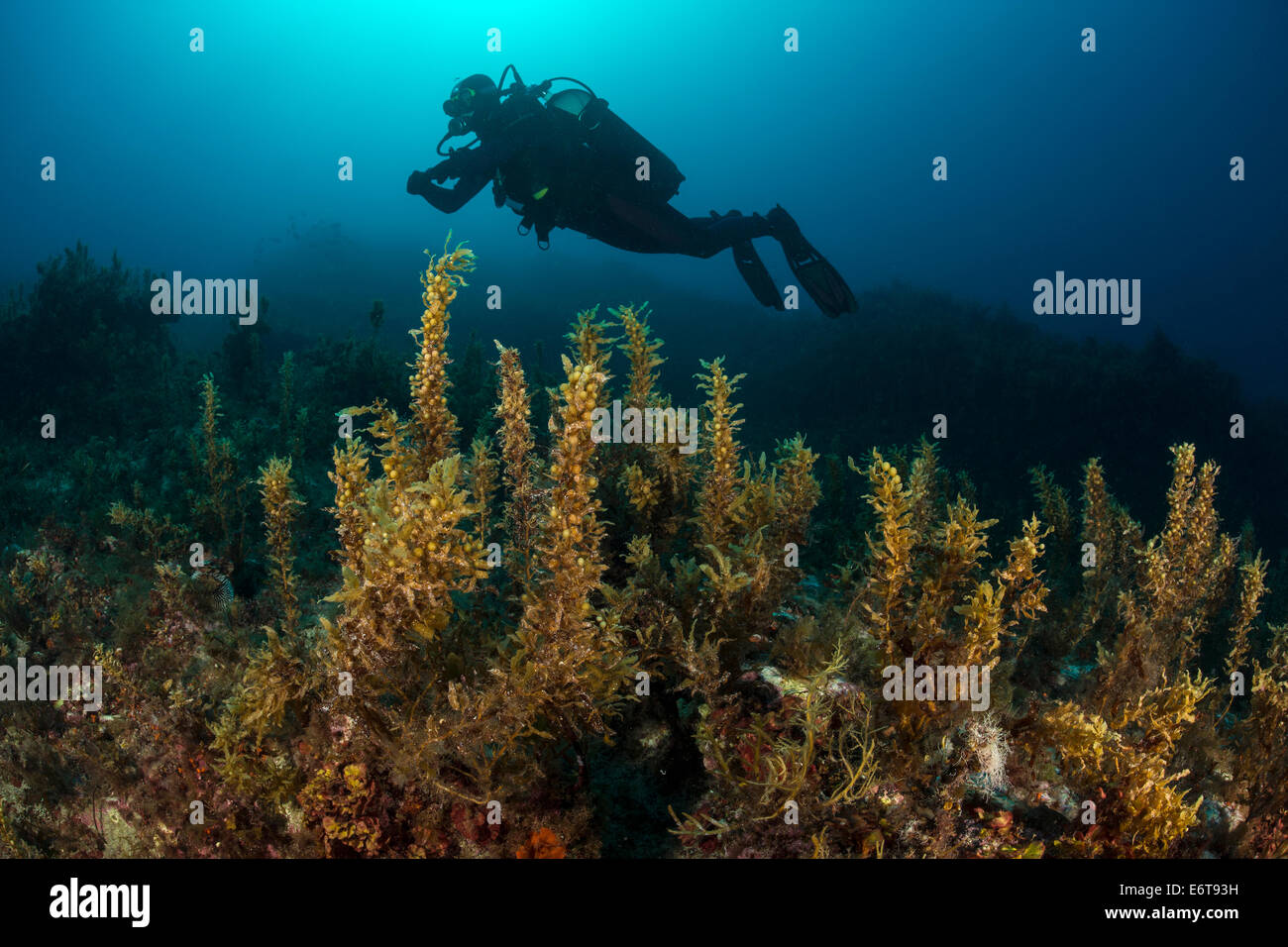 Au cours plongeur Sargassum Les algues brunes, Sargassum sp., l'île de Lastovo, Mer Adriatique, Croatie Banque D'Images