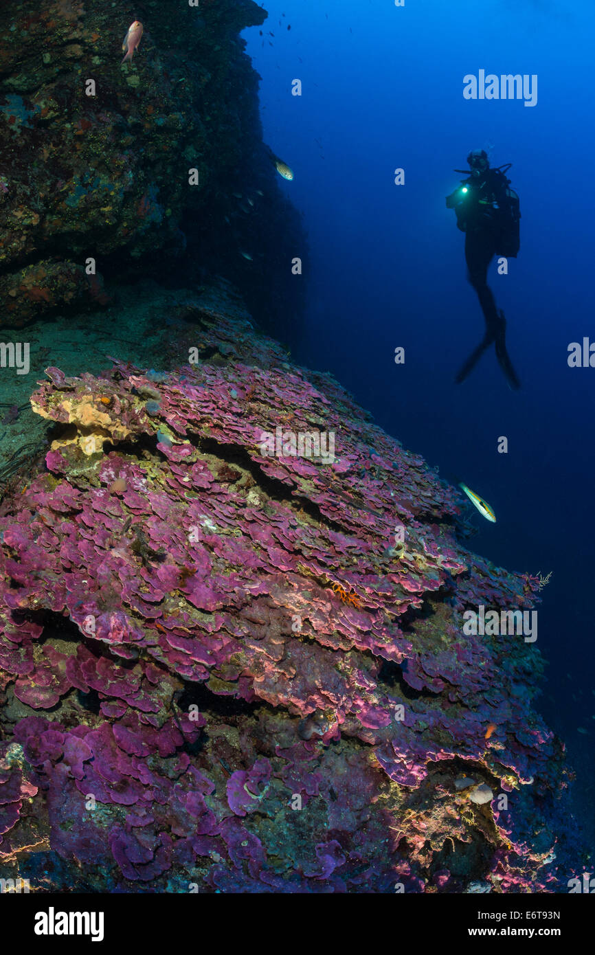 L'algue rouge corail, Peyssonnelia sp., l'île de Lastovo, Mer Adriatique, Croatie Banque D'Images
