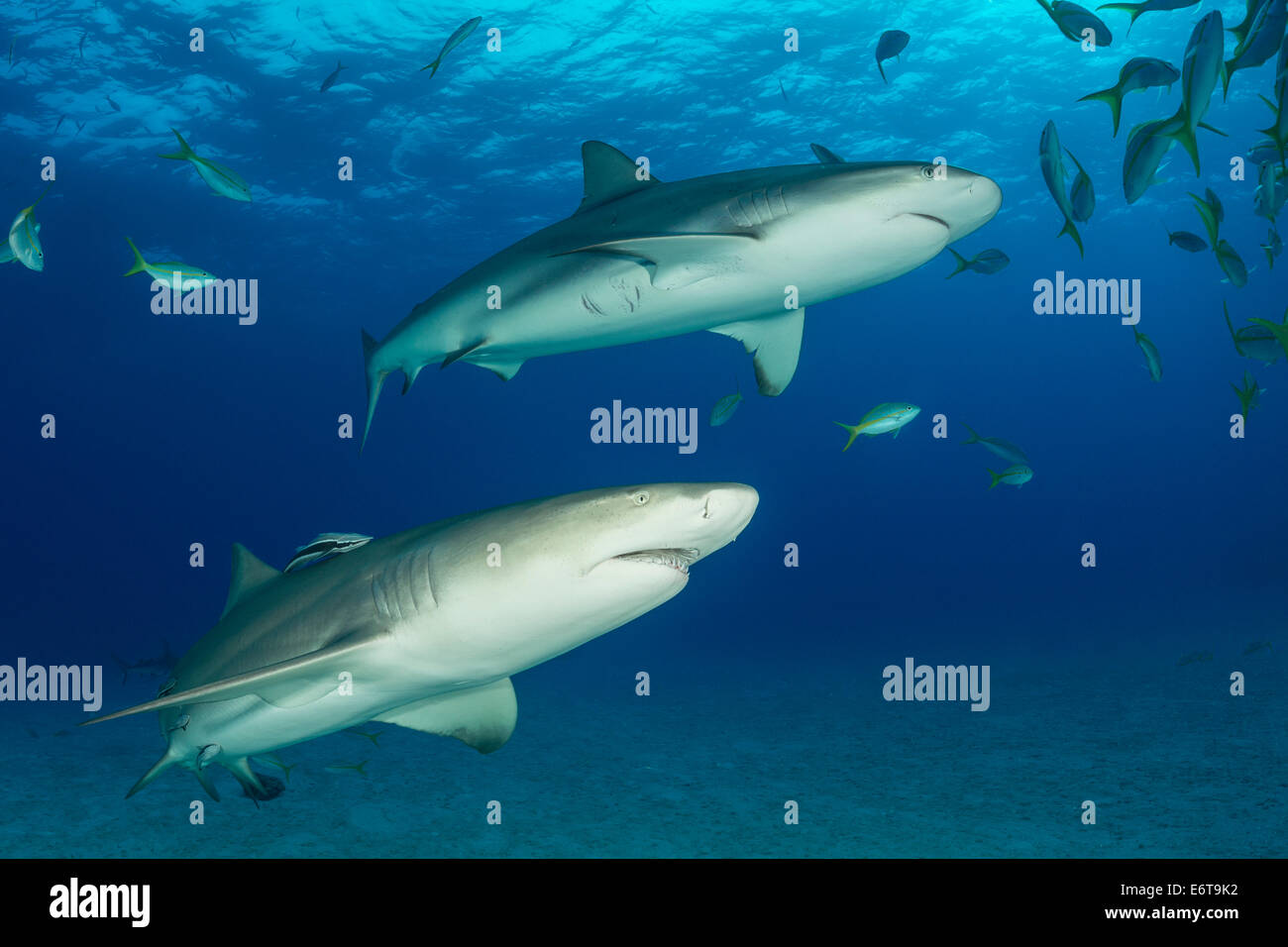 Le requin et le requin de récif des Caraïbes, Negaprion brevirostris, Carcharhinus perezi, Caraïbes, Bahamas Banque D'Images