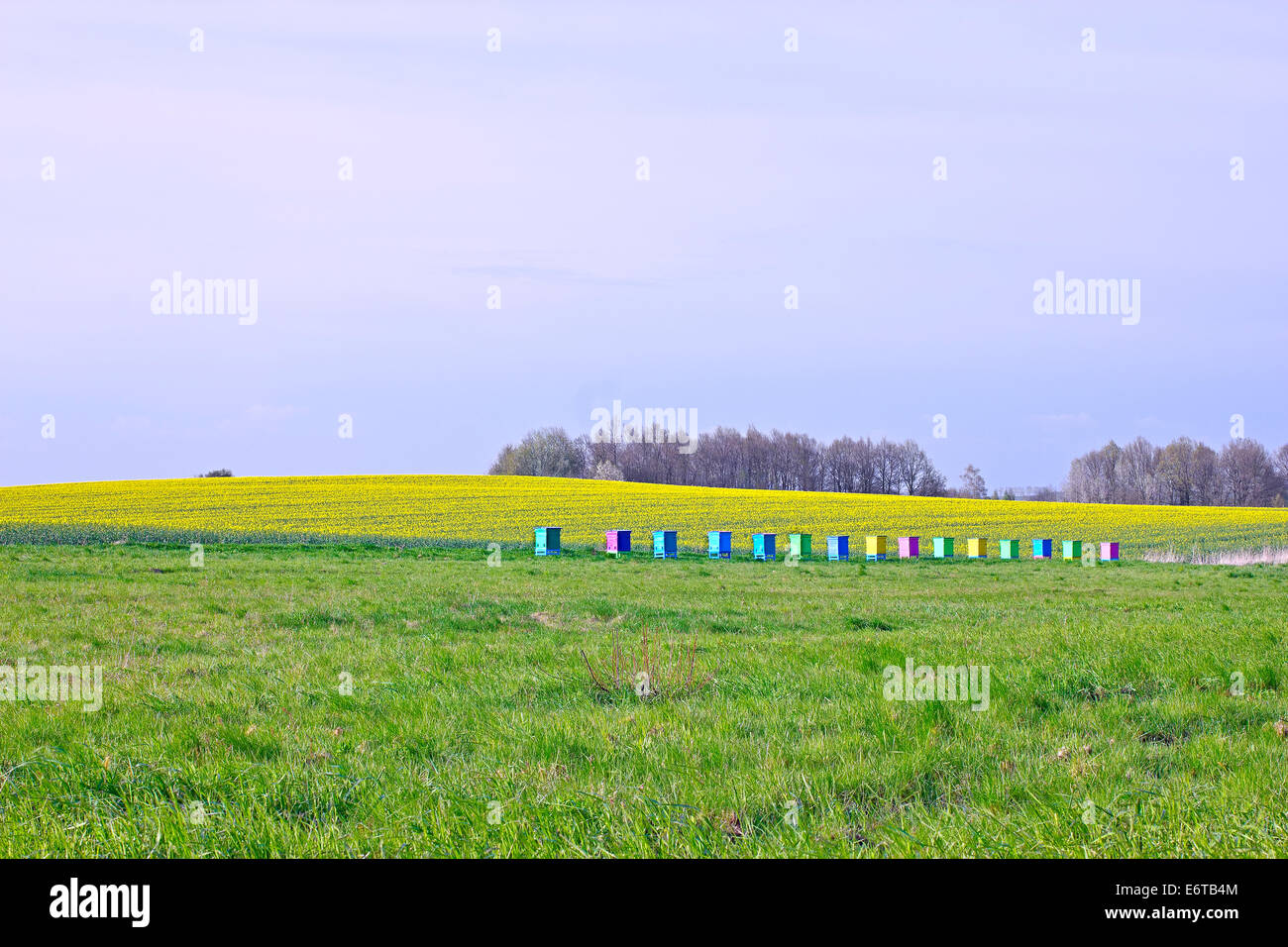 Ruches dans un champ Banque D'Images