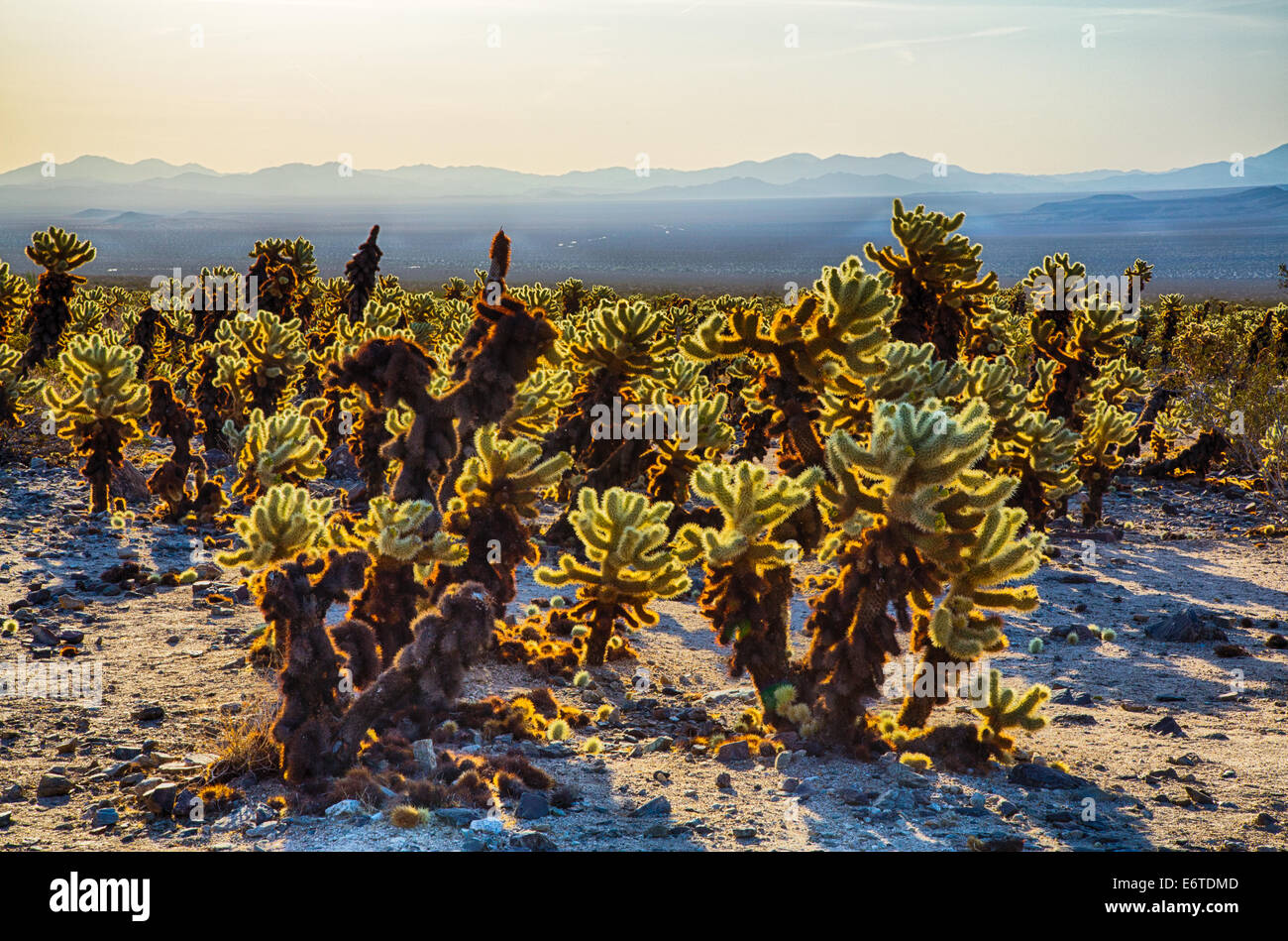Cholla Cactus Garden tôt le matin la lumière. Joshua Tree National Park, Californie Banque D'Images