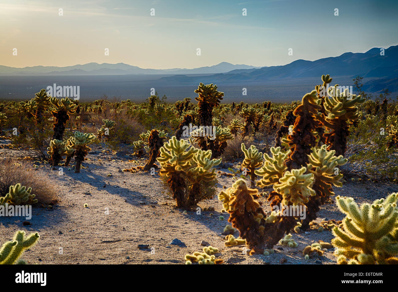 Cholla Cactus Garden tôt le matin la lumière. Joshua Tree National Park, Californie Banque D'Images