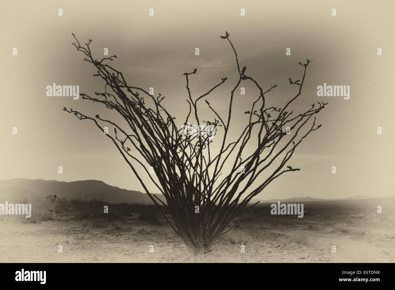 La floraison de cactus au printemps, le parc national Joshua Tree, en Californie. Banque D'Images