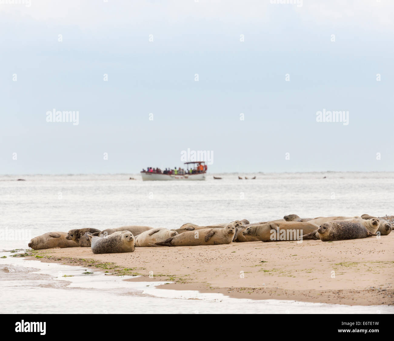 Les phoques endormis reposant sur la berge à Blakeney Point, North Norfolk avec les touristes en voyage d'un sceau à regarder depuis une embarcation. Banque D'Images