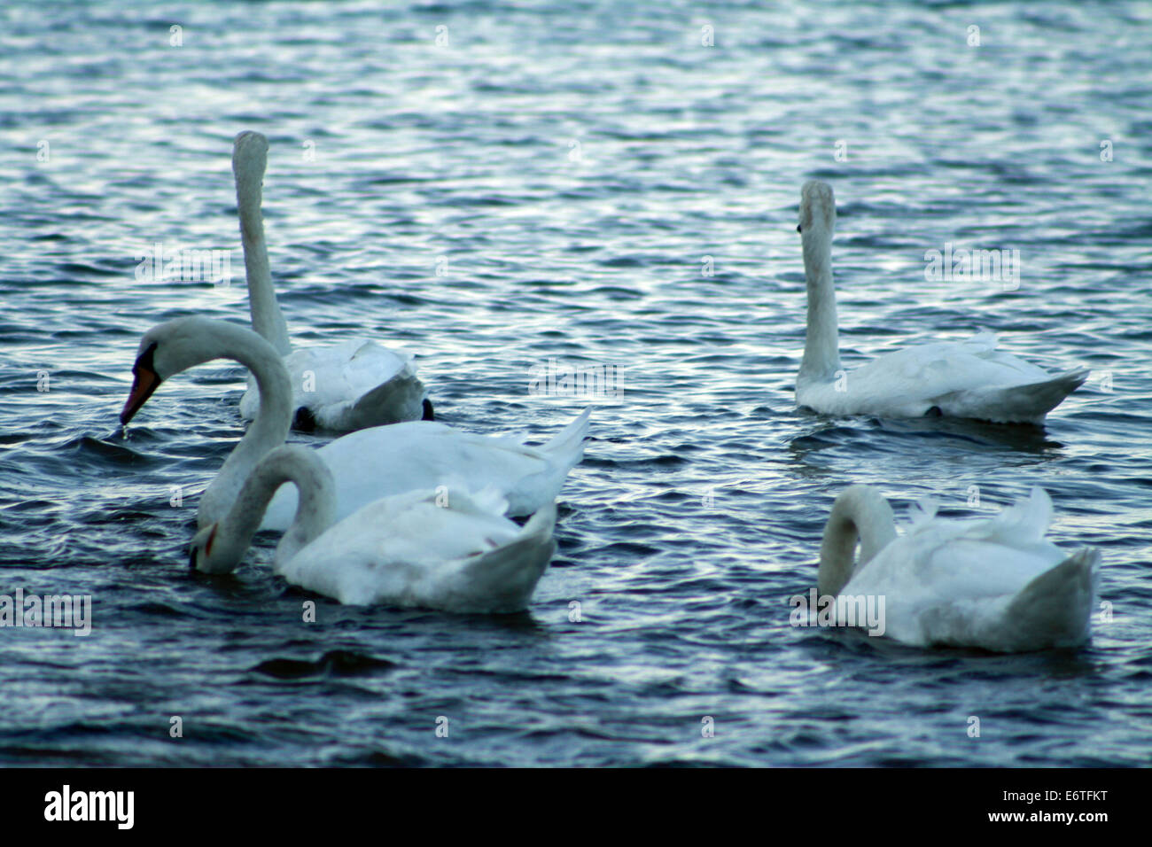 Les Cygnes tuberculés natation sur Gardiners Bay Océan Atlantique dans la région de East Hampton New York Banque D'Images Les Cygnes tuberculés natation sur Gardiners Bay Océan Atlantique dans la région de East Hampton New York Banque D'Images