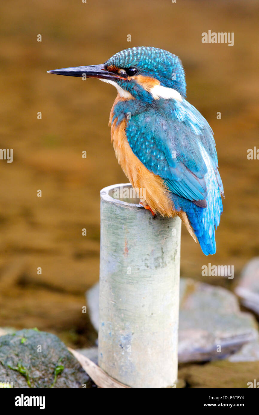 Kingfisher perchés sur une petite section de tube analyse le flux de faible profondeur pour un plat de poisson # 2896 Banque D'Images