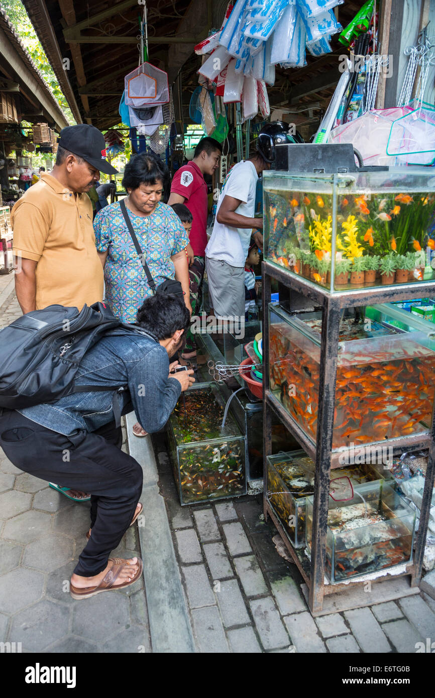 Yogyakarta, Java, Indonésie. Photographier les poissons avec un téléphone cellulaire dans le marché aux oiseaux. Banque D'Images