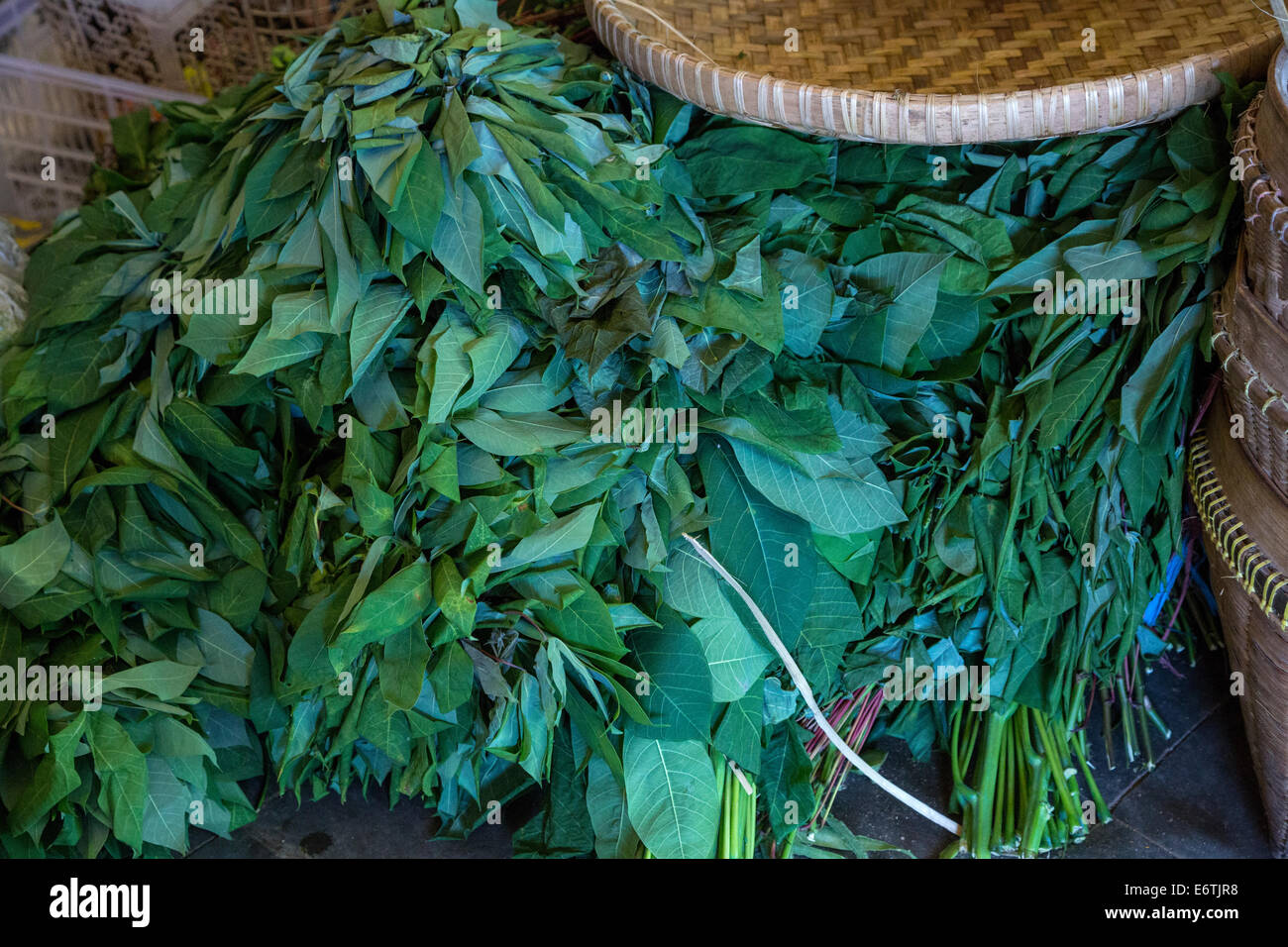 Yogyakarta, Java, Indonésie. Les feuilles de manioc, Beringharjo marché. Banque D'Images