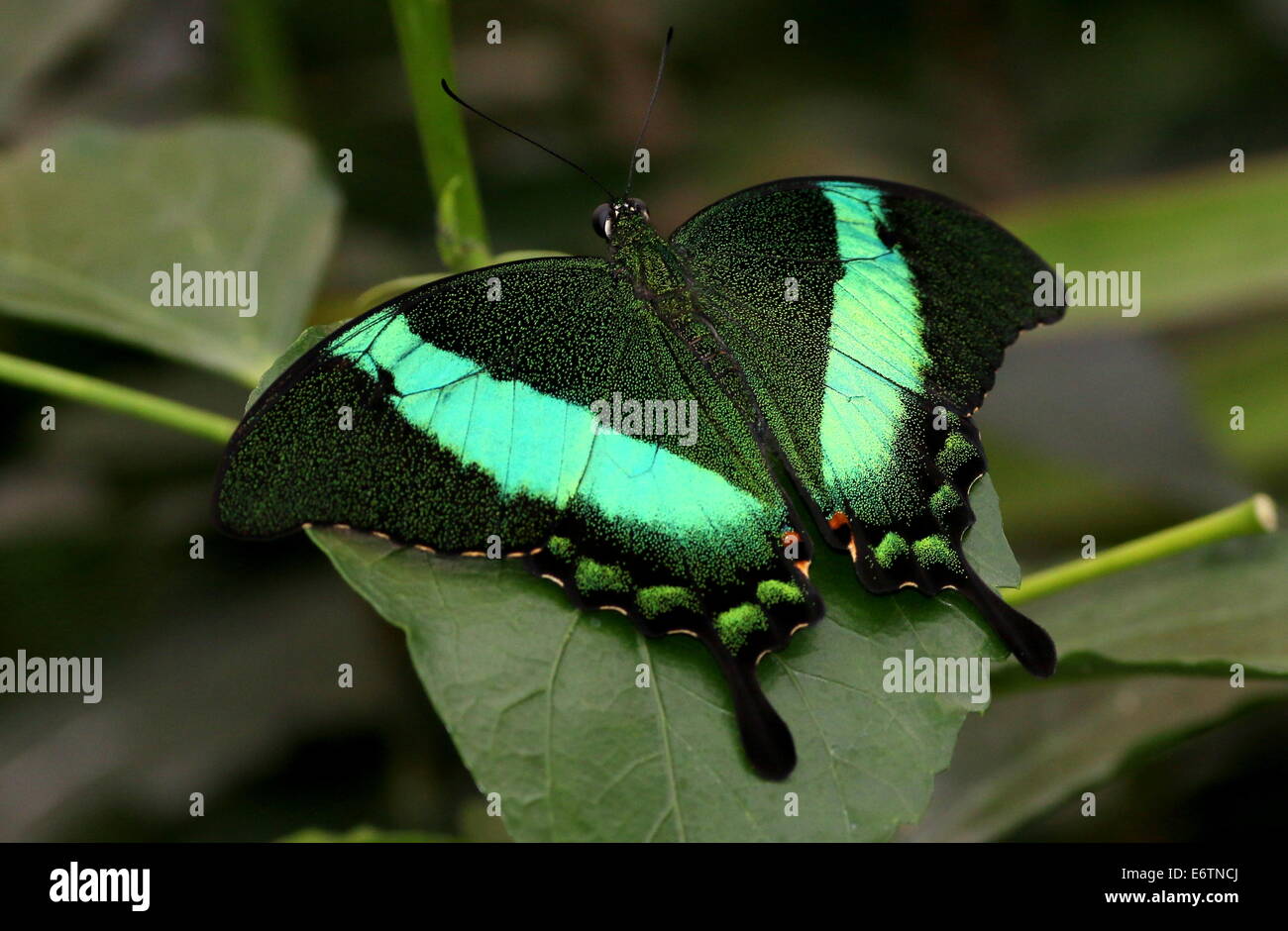 Papillon du machaon émeraude tropicaux (Papilio Palinurus) alias Peacock Émeraude ou vert-banded Peacock Banque D'Images