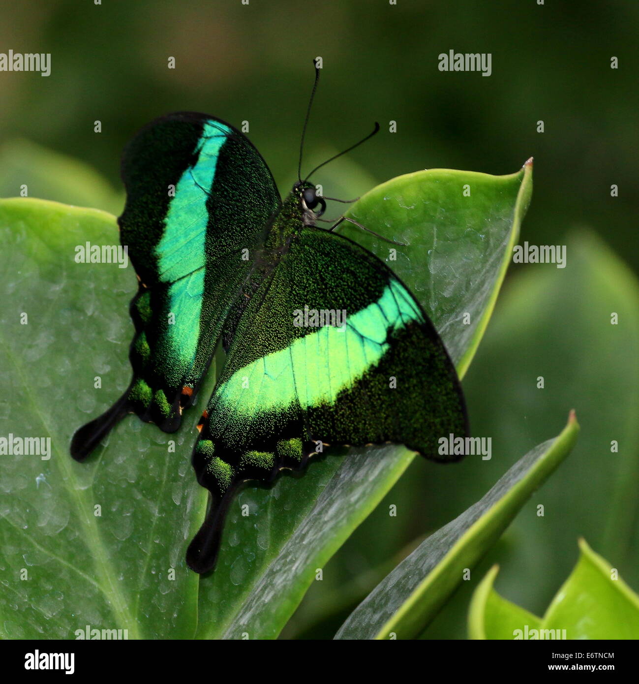 Papillon du machaon émeraude tropicaux (Papilio Palinurus) alias Peacock Émeraude ou vert-banded Peacock Banque D'Images