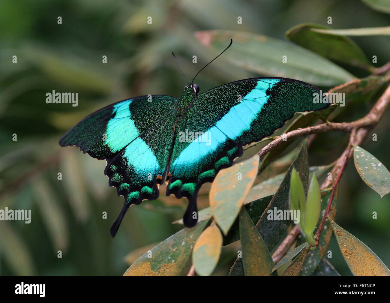 Papillon du machaon émeraude tropicaux (Papilio Palinurus) alias Peacock Émeraude ou vert-banded Peacock Banque D'Images