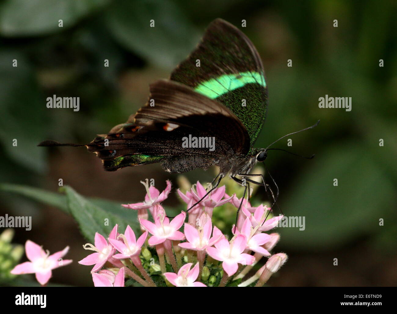 Papillon du machaon émeraude tropicaux (Papilio Palinurus) alias Peacock Émeraude ou vert-banded Peacock Banque D'Images