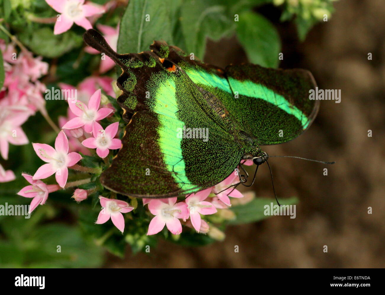 Papillon du machaon émeraude tropicaux (Papilio Palinurus) alias Peacock Émeraude ou vert-banded Peacock Banque D'Images