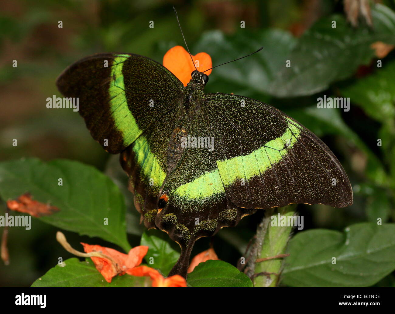 Papillon du machaon émeraude tropicaux (Papilio Palinurus) alias Peacock Émeraude ou vert-banded Peacock Banque D'Images